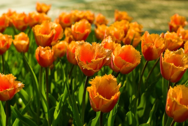 http://cognitiveseo.com/blog/wp-content/uploads/2011/07/sunny-tulips.jpg