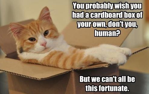 Cat Box Funny