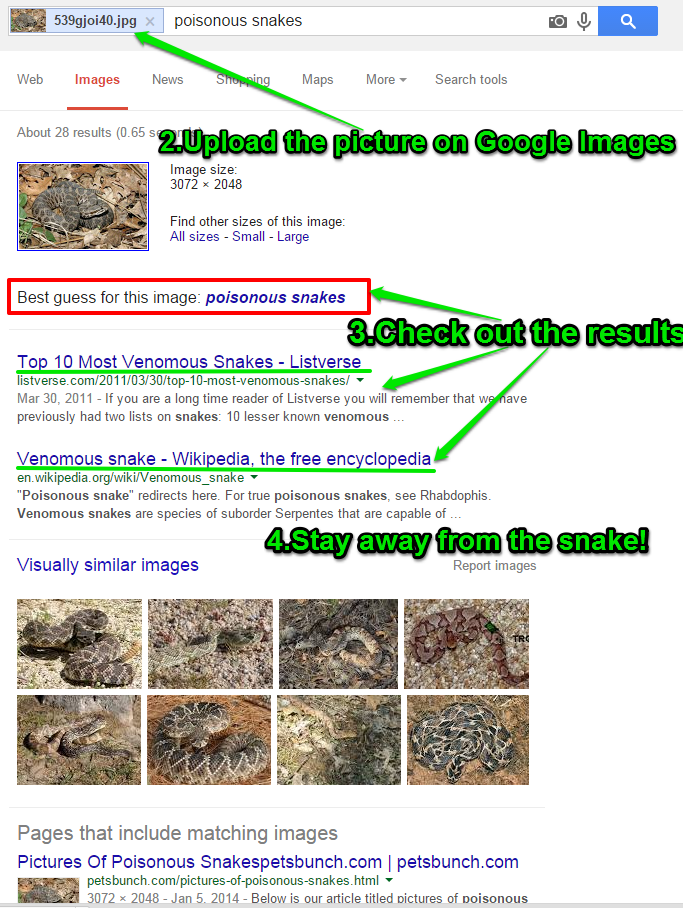 Google Results for Snake Photo Google Results for Snake Photo